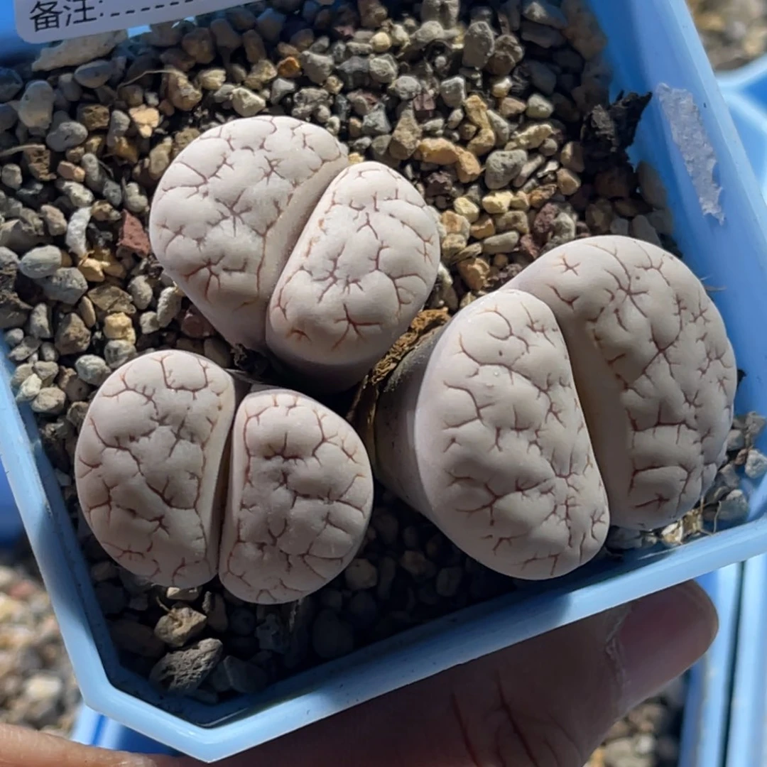 4364三头荒1群生