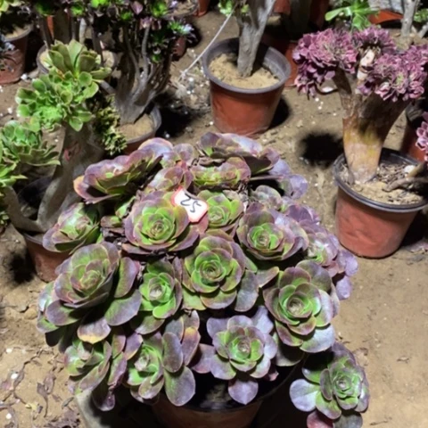 玫金玫瑰一物一拍