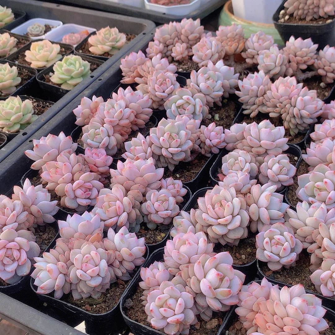 星星橙朵朵94646464646454