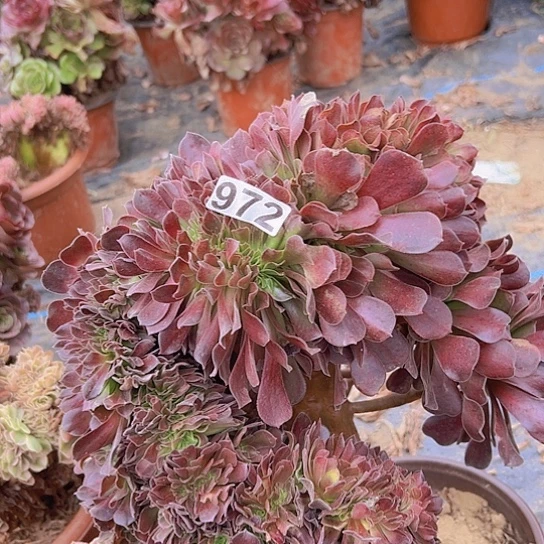 雨****多肉植物一个欧子