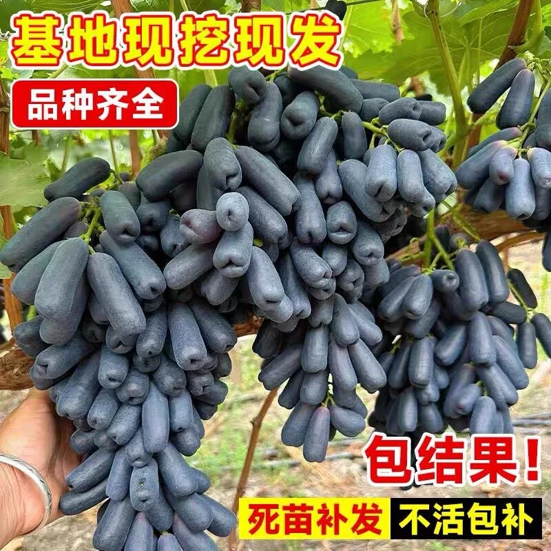 葡萄树苗特大无核蓝宝石葡萄苗盆栽南北方种地栽爬藤果树当年结果