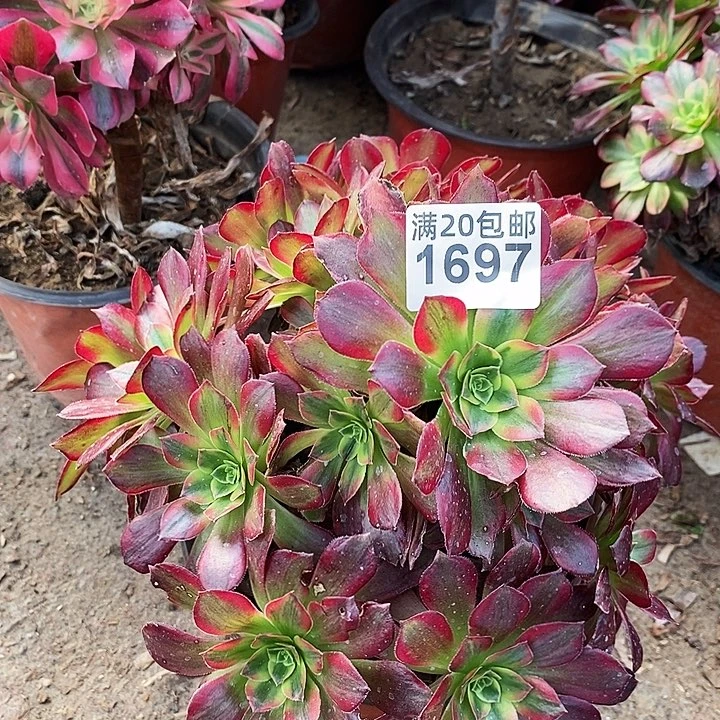 1697一颗安娜法师