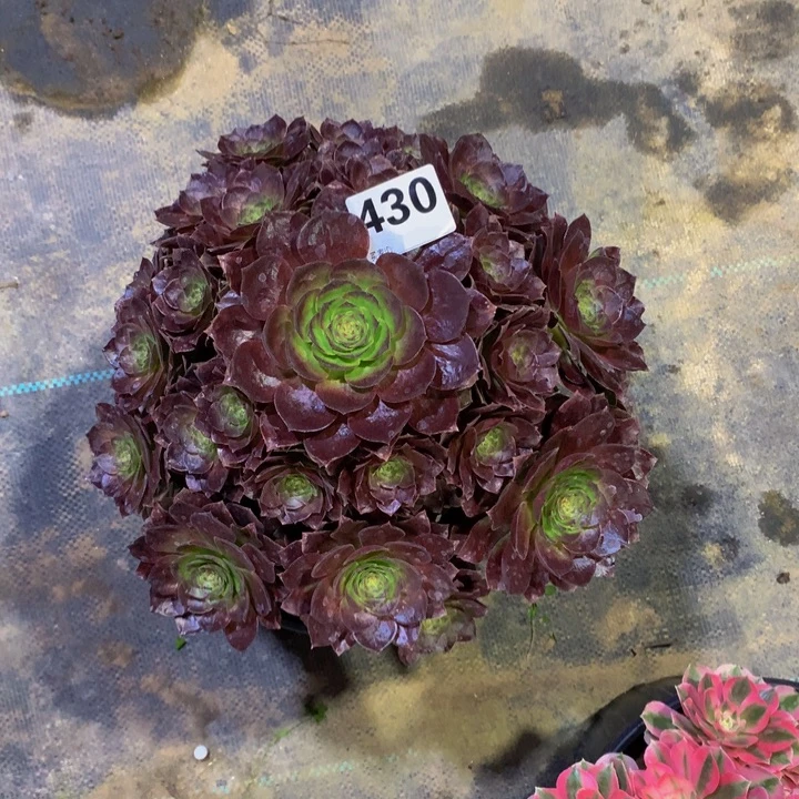 *****无花朵赤炎430000000