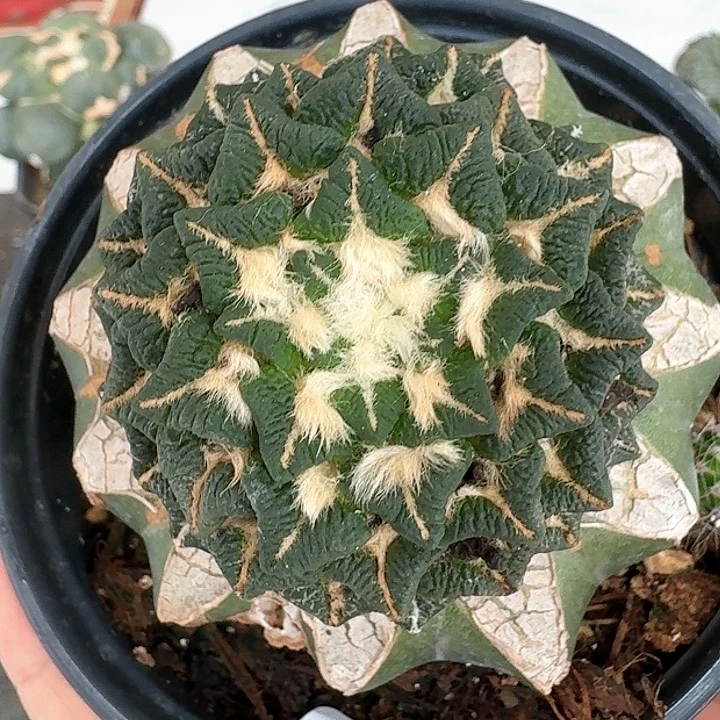 【闪购商品】无花朵颗粒黑849