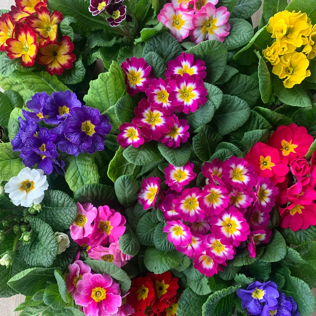 报春花110盆耐寒盆栽阳台庭院室内好养