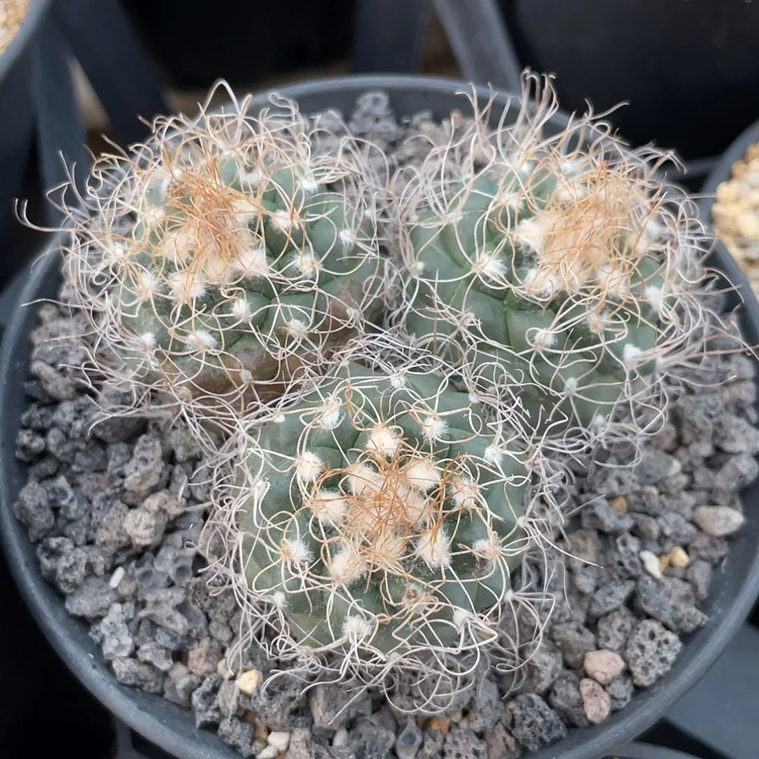 仙人球娇丽属长城丸群实生7.5厘米