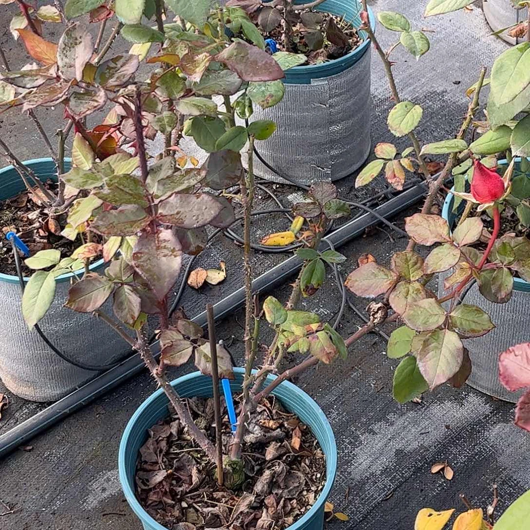 无花朵闪亮，1.8加仑土球发货