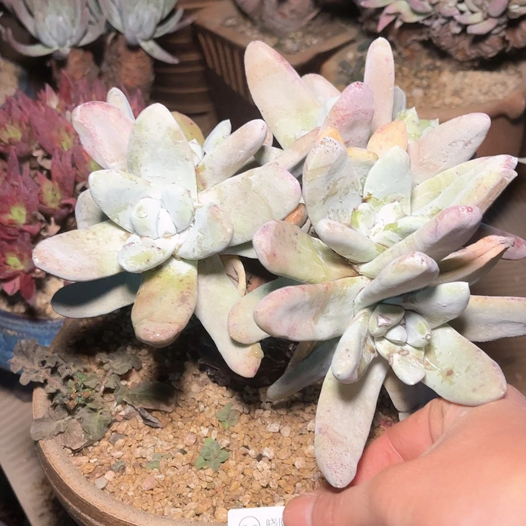 6758拇指仙女杯多肉