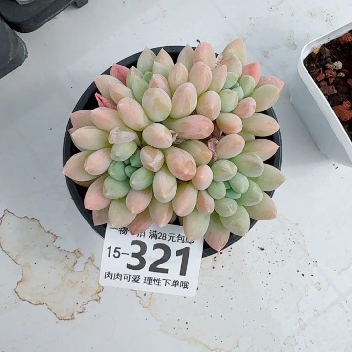 星空美人无盆土发货多肉多