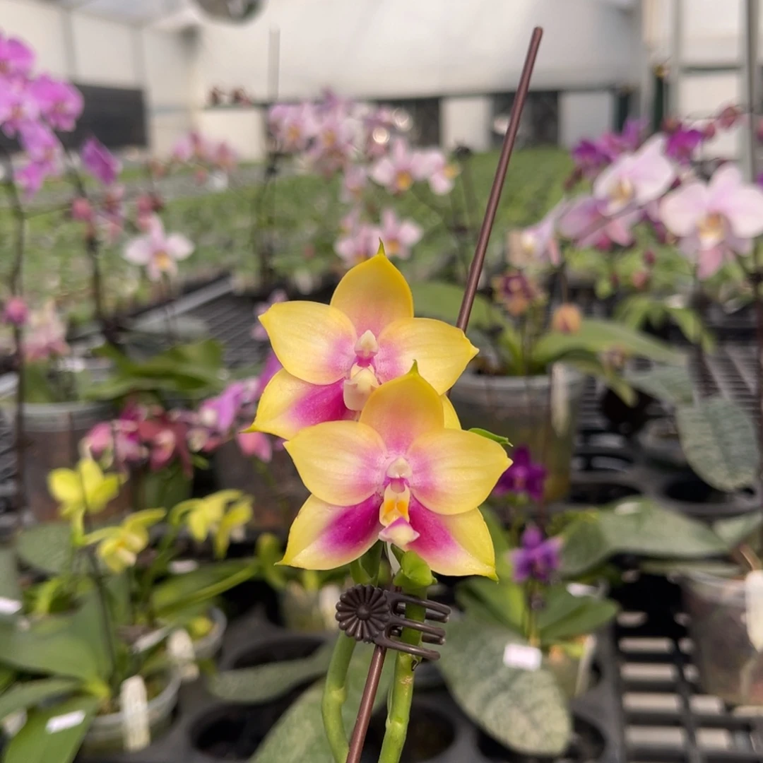 大部分花苞少量开放