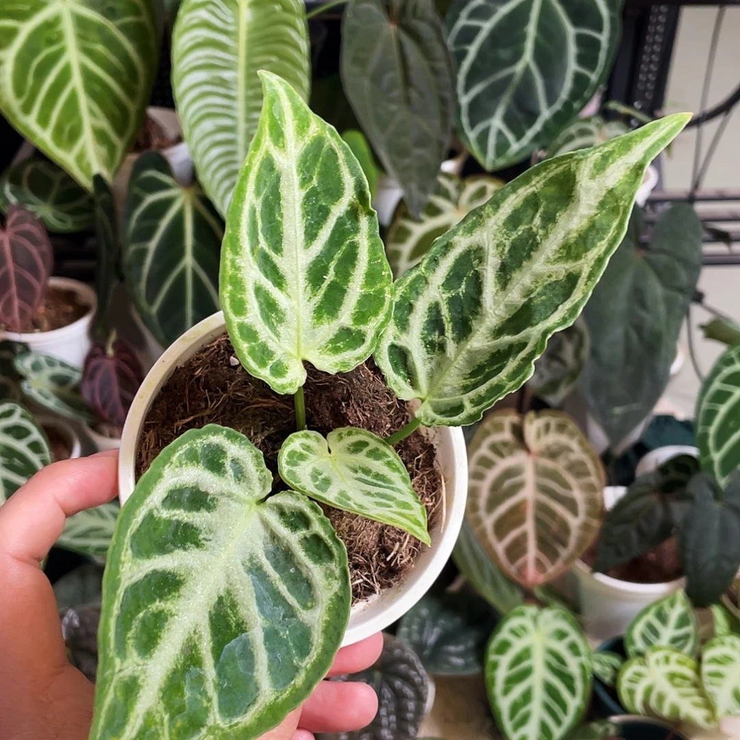 完全开放银虎杂花烛