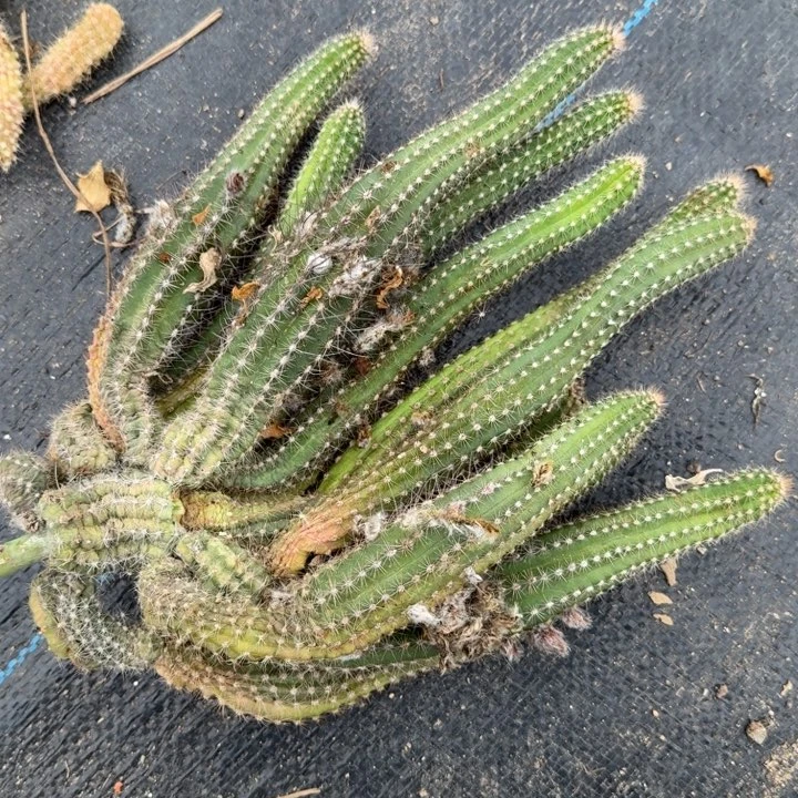 白檀仙人掌群生一群599