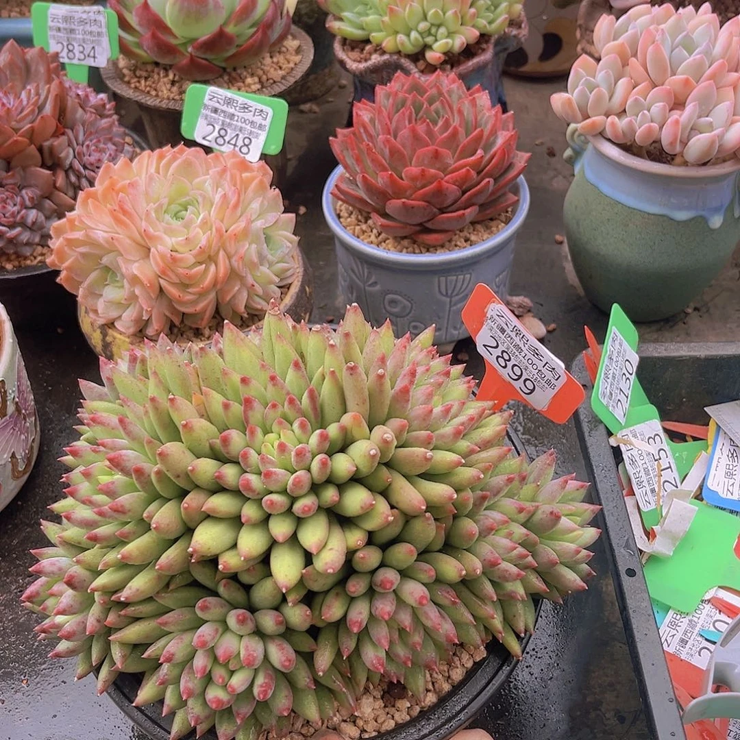 2899二代虞美人。