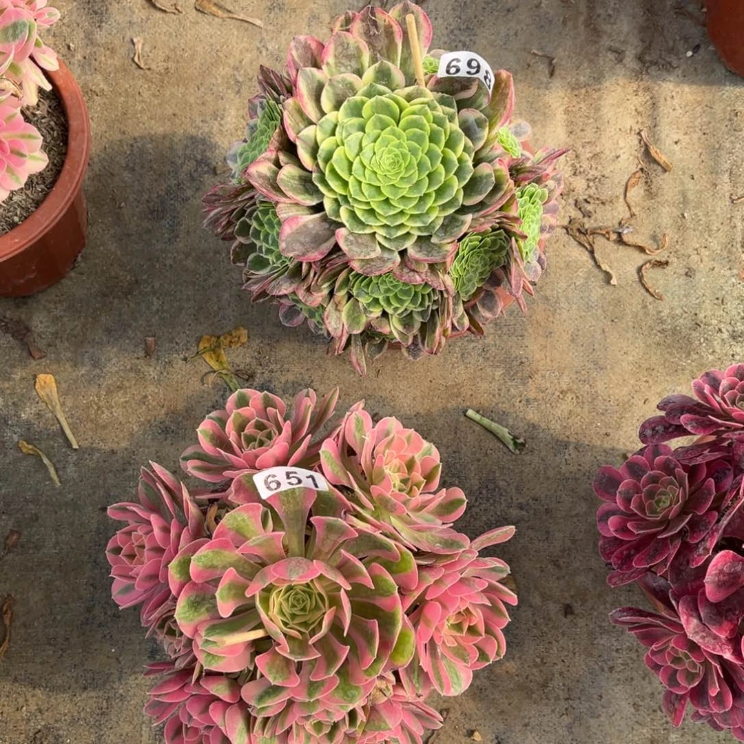 【闪购商品】套餐651多肉