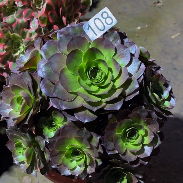 000000000108魅金玫瑰