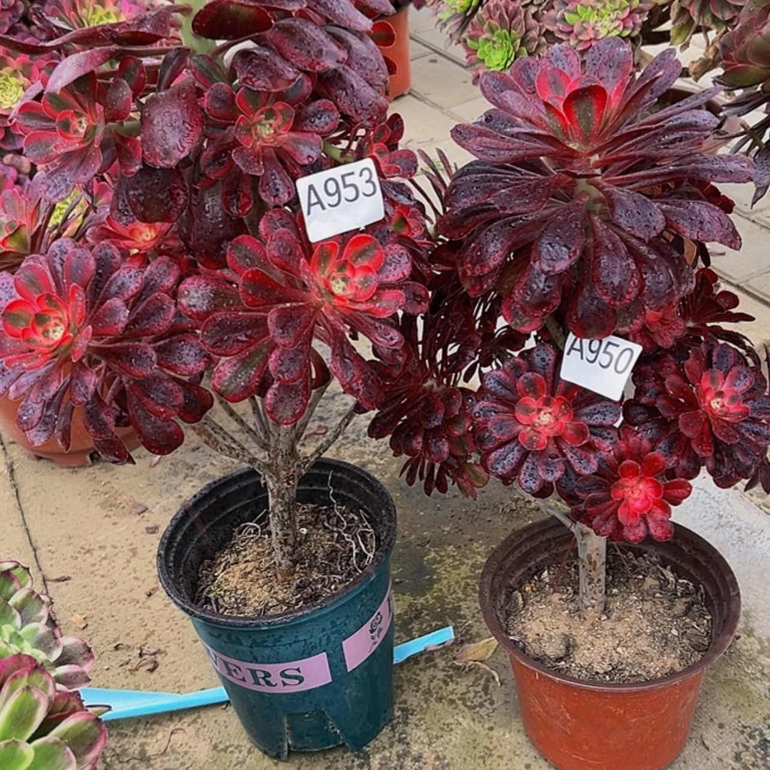 【闪购商品】多肉植物950.953丽娜。