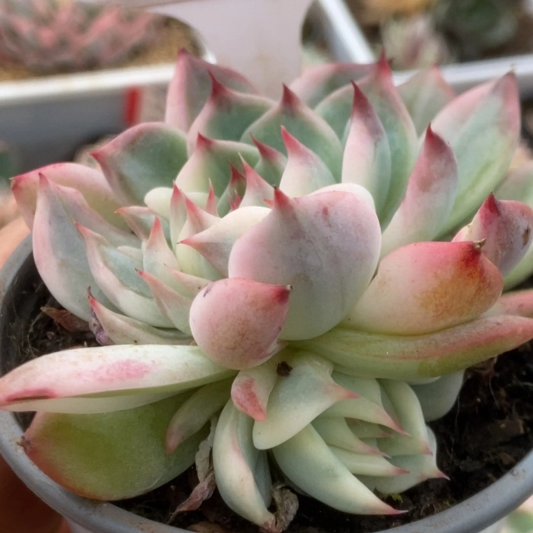 550锦锦锦锦锦锦锦锦