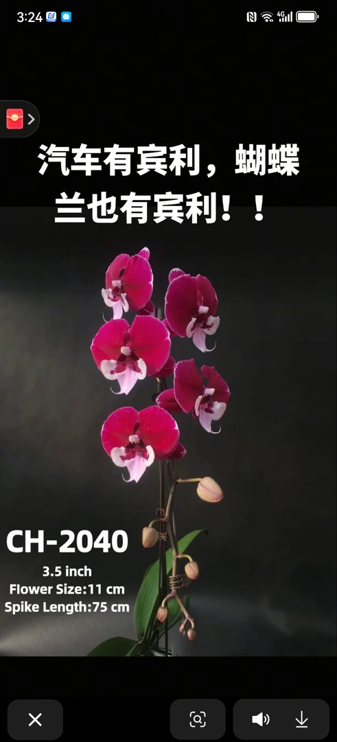 宾利，3.5寸杯成熟新苗，无花无梗，蝴蝶兰盆栽大苗，高端蝴蝶兰