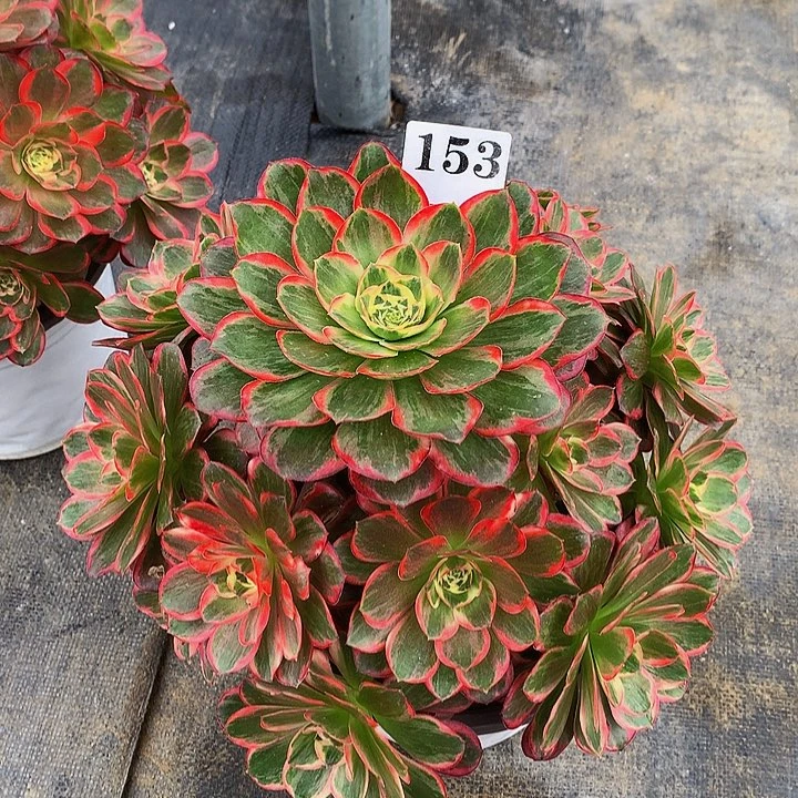 欣***奶法师魅惑1530000000