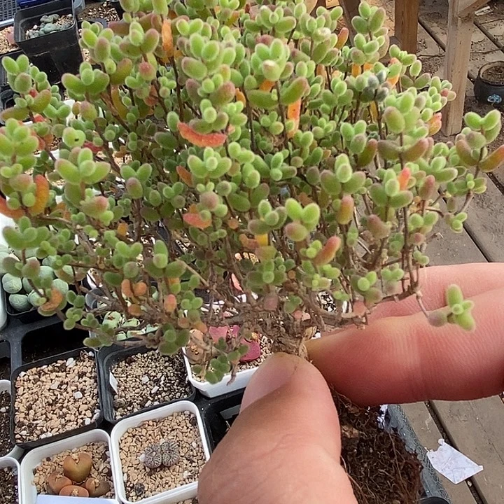 651蜜桔糖球老桩一颗。