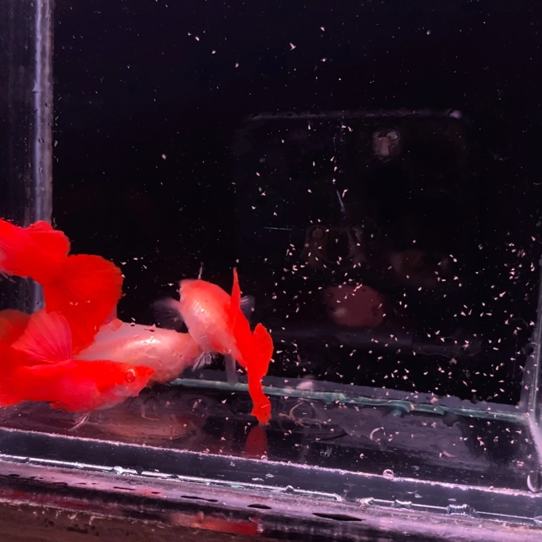 孔雀鱼精品血红两对