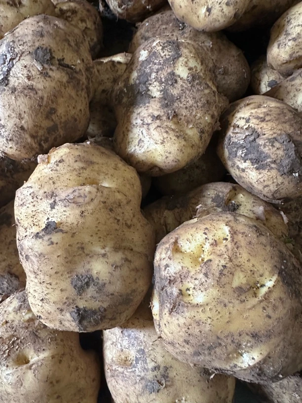 云南昭通黄心米拉土豆口感粉糯