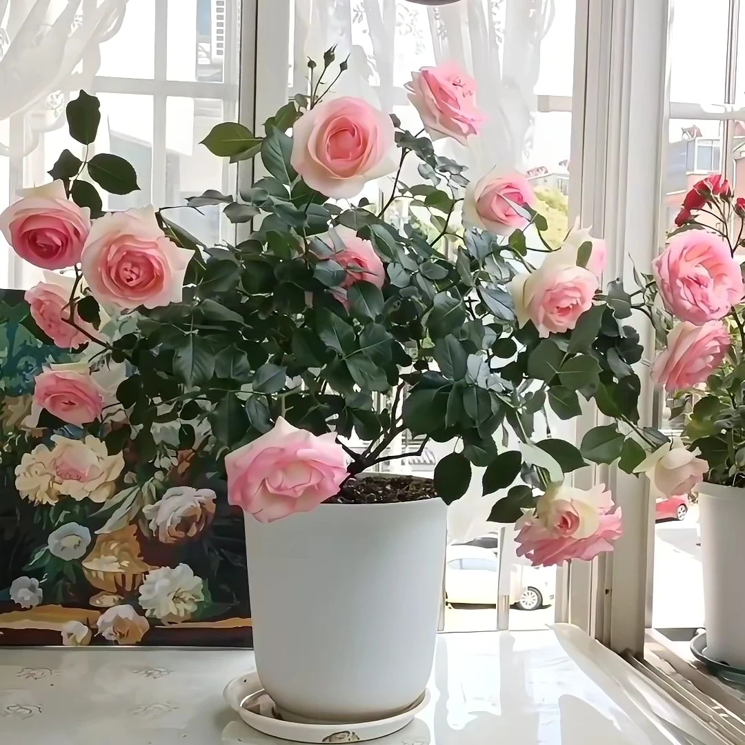 粉色龙沙宝石月季阳台庭院多季开花耐寒耐热好养可藤可冠