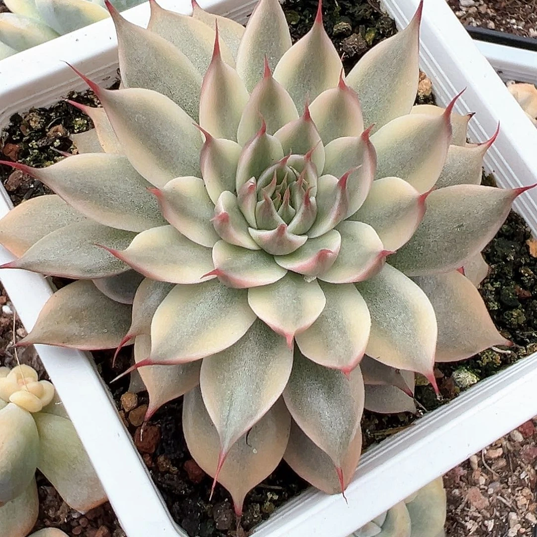 银星锦打单头 小方花圃一单包邮非偏远