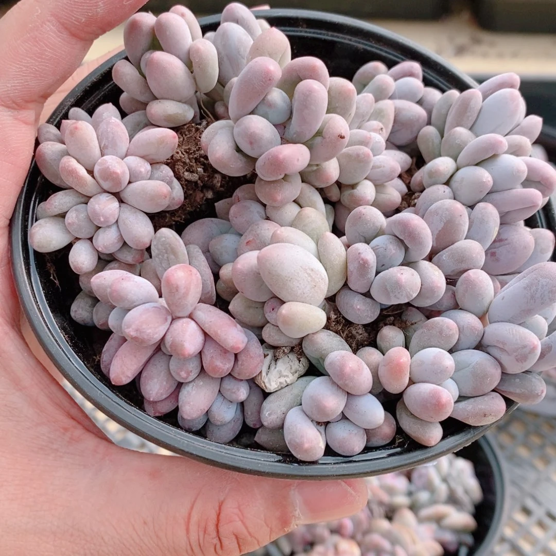 多肉植物精品切糕B656