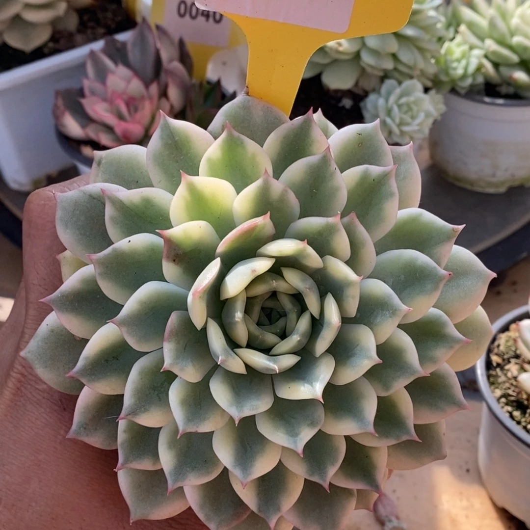 172爱丽儿哈哈哈哈