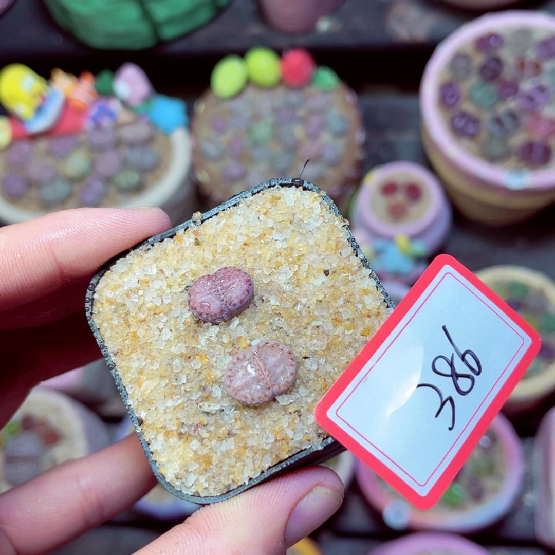 386生石花带盆发1