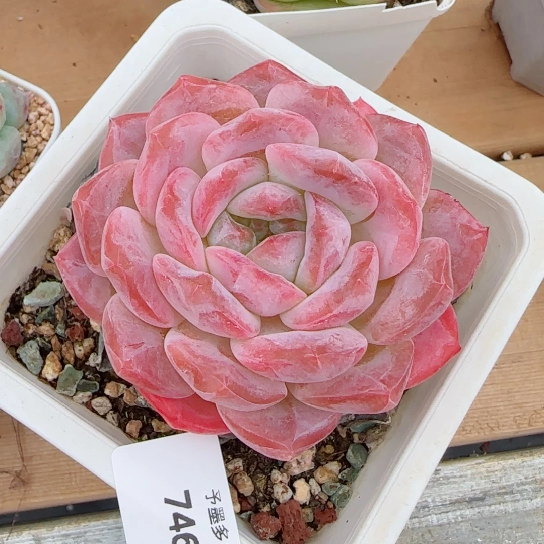 母本冰魄，7463多肉植物