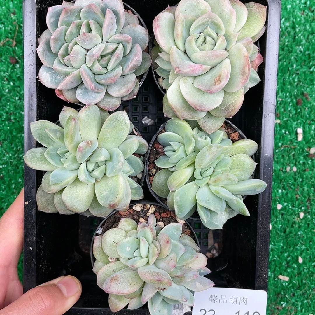 多肉一物一拍22-119