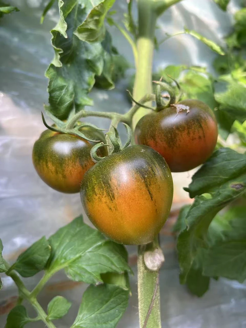 4斤小果铁皮柿子草莓柿子自然熟多籽脆爽多汁酸甜可口