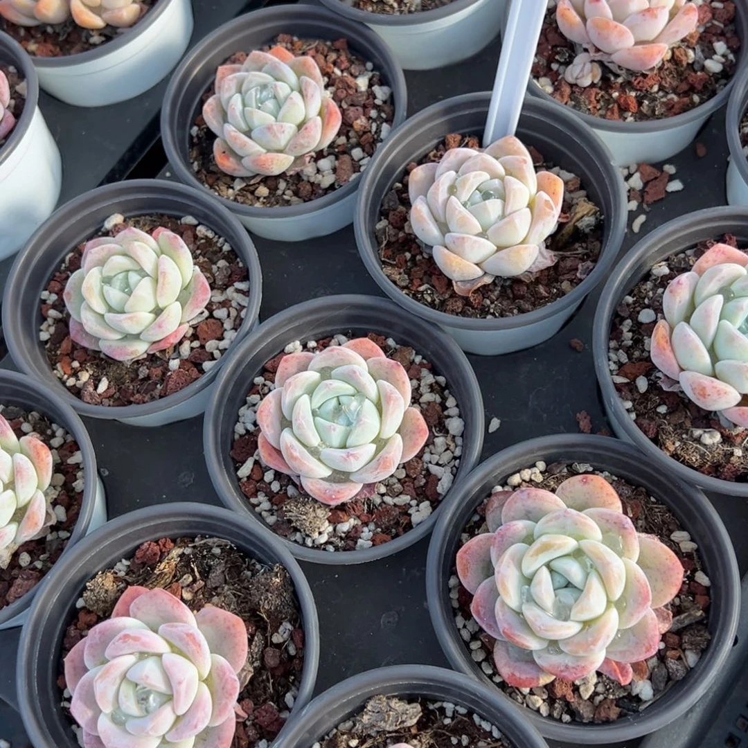 雪媚娘单头一颗量拍多肉满20包邮下午发