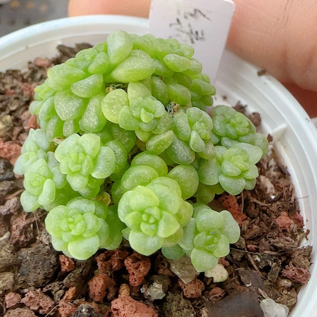 【闪购商品】0018-22绿珍珠