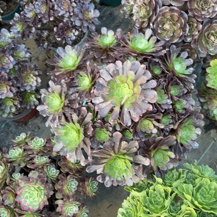 55铜壶多肉植物多肉植物