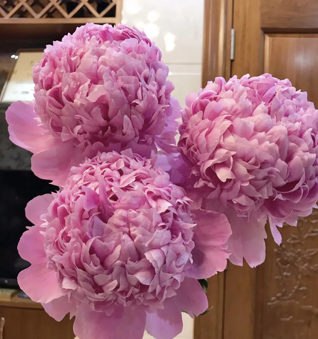 【蓝富士】云南基地直发单瓣鲜切花