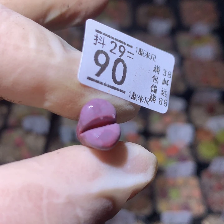 a****n精品生石花29.90