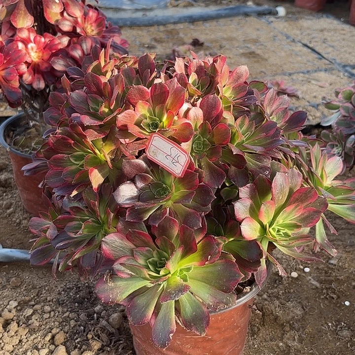 安哪多肉植物一个313