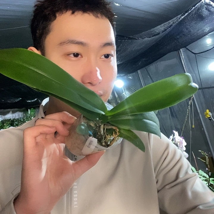 无花朵变色龙蝴蝶兰