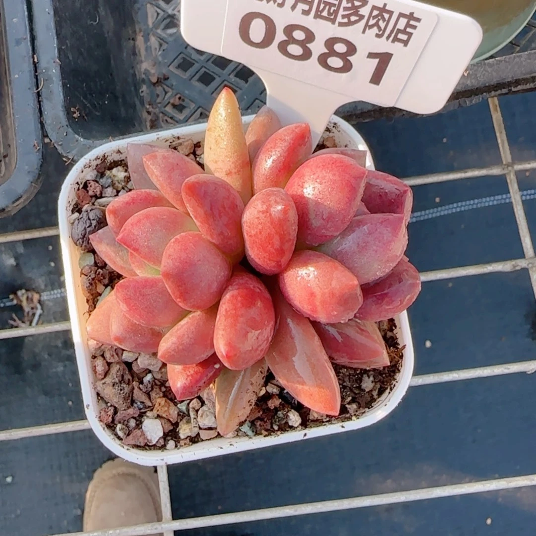 妞*熊多肉植物0881…………