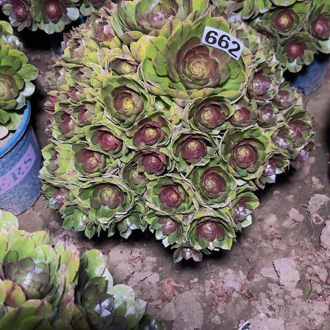 法师法师14-9包邮法师