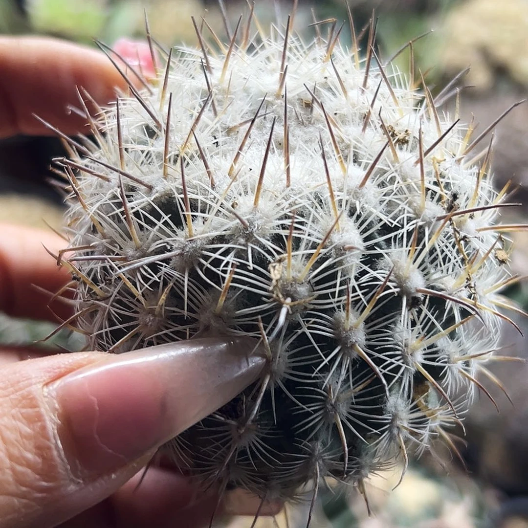 藤荣丸有根仙人球666666