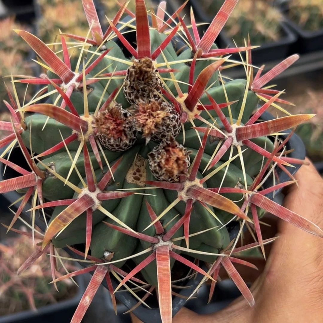 精品狂刺带种夹漏