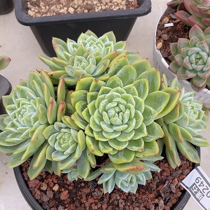 雪花珍妮杂0249多肉植物