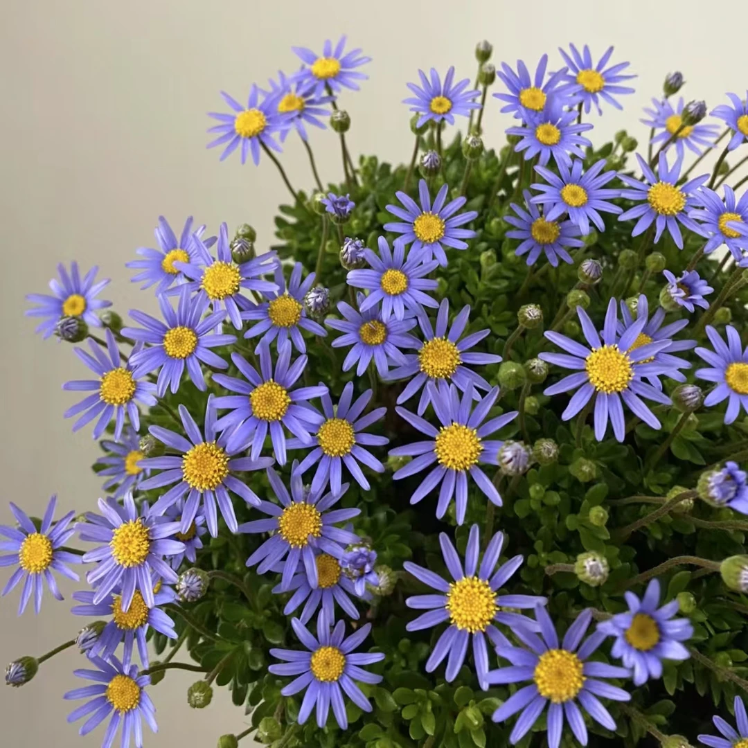 【蓝色玛格丽特】高颜值 小清新 易养护 盆栽地栽 网红款 室内花卉