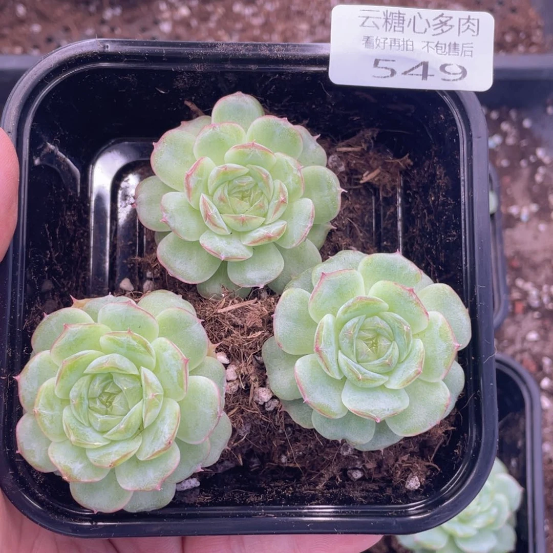 云糖心多肉植物549