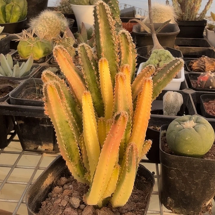 万重山自然锦7仙人球