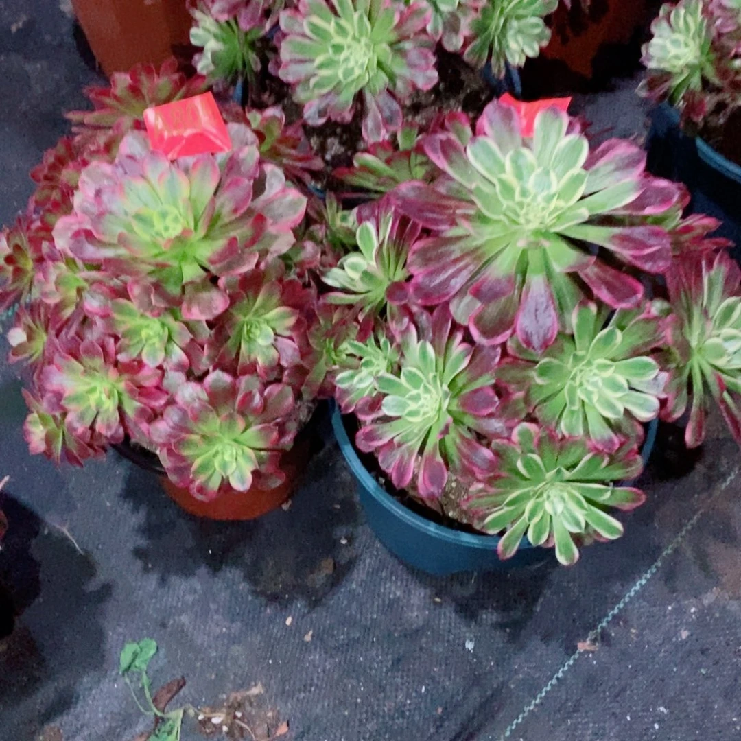 组合805.757多肉11111